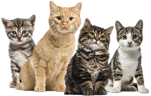 Für Katzen