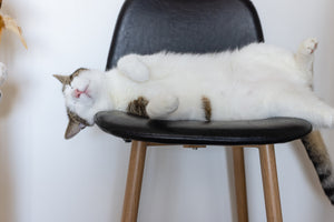 Katzenmöbel
