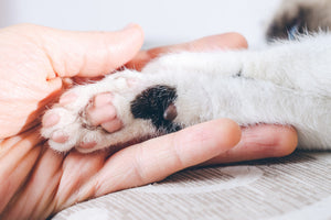 Für Katzenmenschen